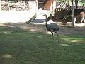 Zoo Cottbus 029